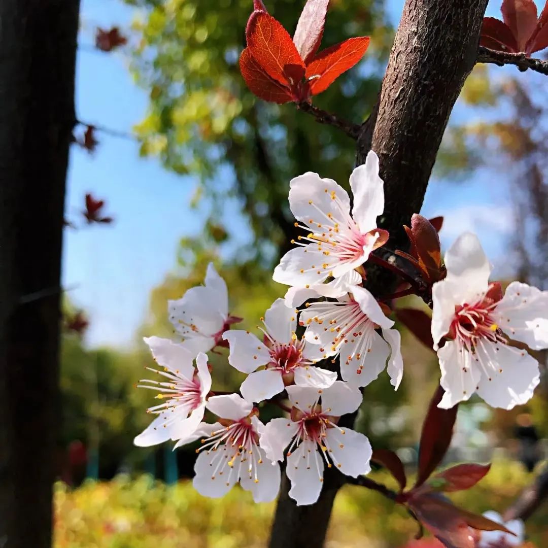 申城紫叶李进入盛花期,赏"李"要趁早哦