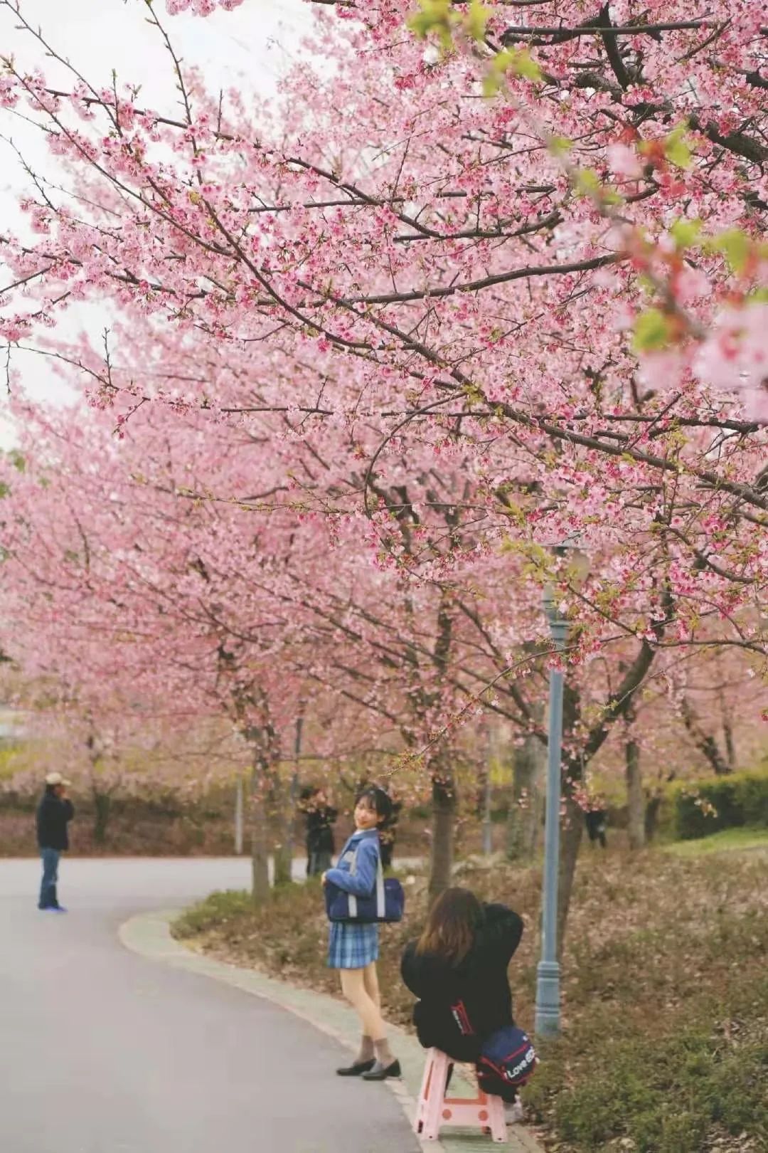 2021上海樱花节怎么入园?网上预约购票通道今开启