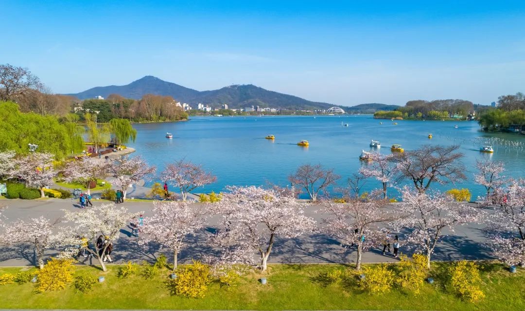 最美樱花季即将到来玄武湖最佳赏樱点在