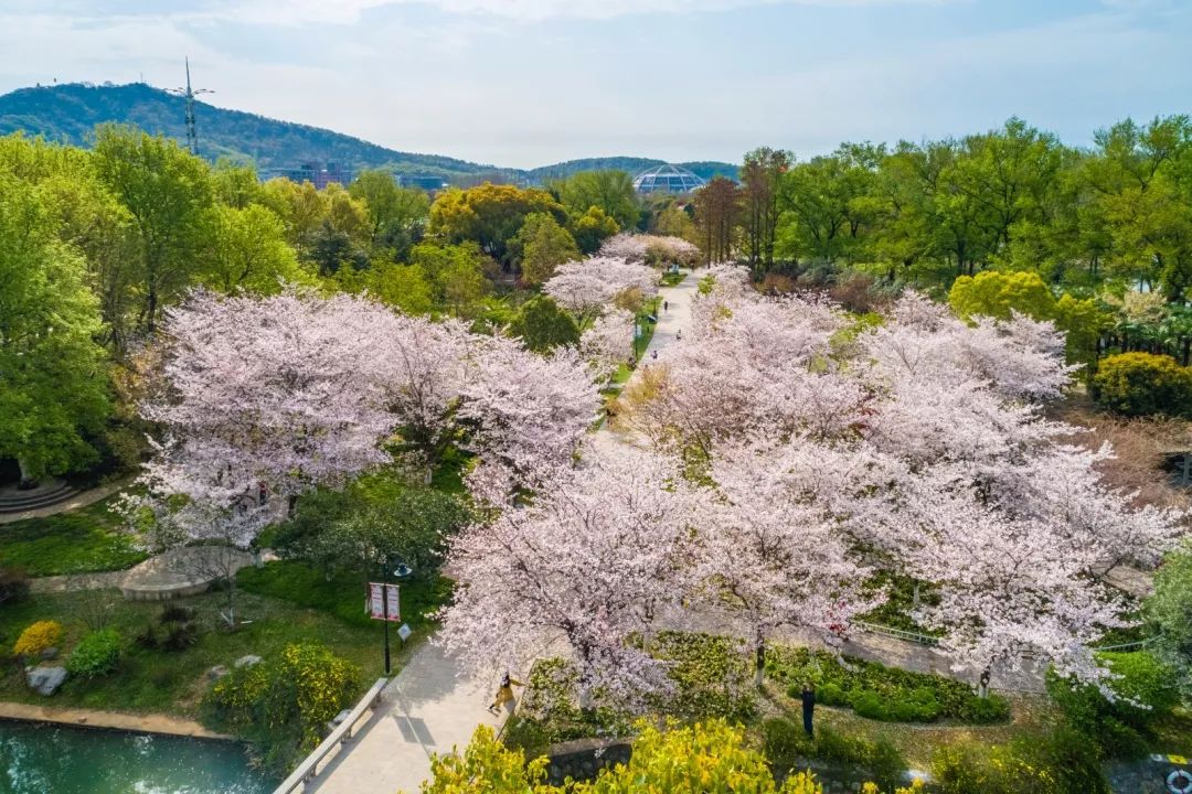 最美樱花季即将到来玄武湖最佳赏樱点在