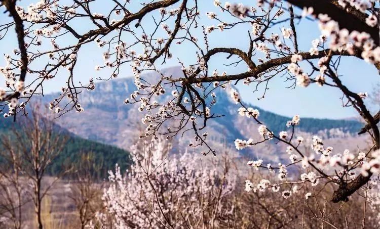 一株株雪茫茫的杏花树从远山轰然映入眼来.