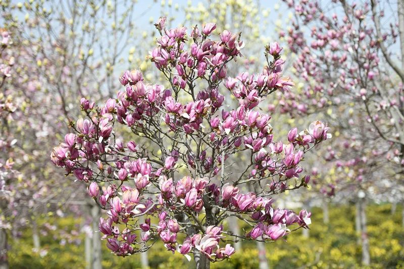 亭亭玉立紫花绿叶菩提寺院内的白玉兰皎皎玉兰挂枝头摄影:张卡申 来源