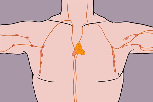 【科学普及】"生命的心脏起搏器"——胸腺