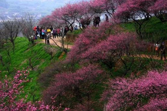 湖北发布春季十大赏花线路咸宁这些景点上榜