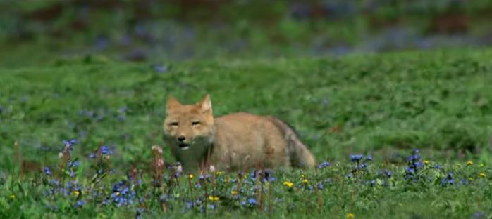 纪录片《青海·我们的国家公园》首播，青海太美了！（最新发布）