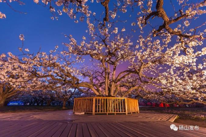 2021中国·砀山梨花节将于3月24日—4月20日