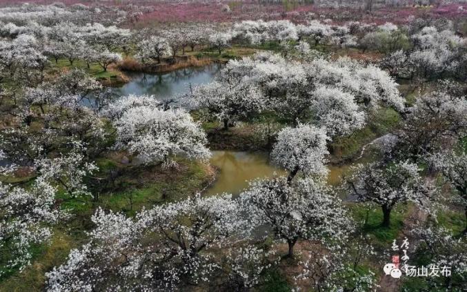 2021中国·砀山梨花节将于3月24日—4月20日