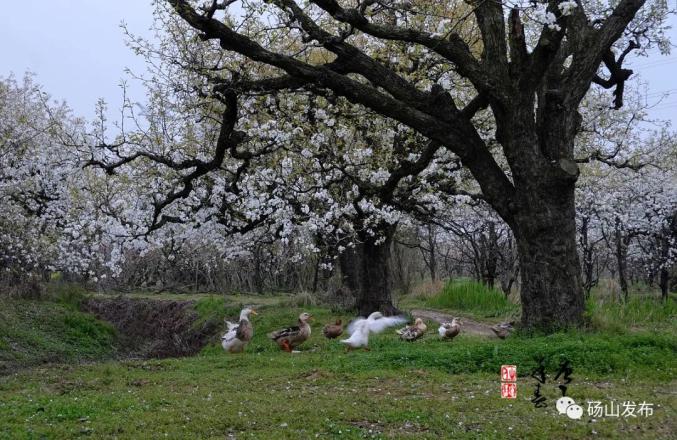 26项活动2021中国砀山梨花节将于3月24日4月20日举行