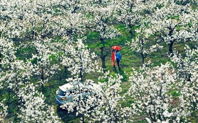 2021中国·砀山梨花节将于3月24日—4月20日