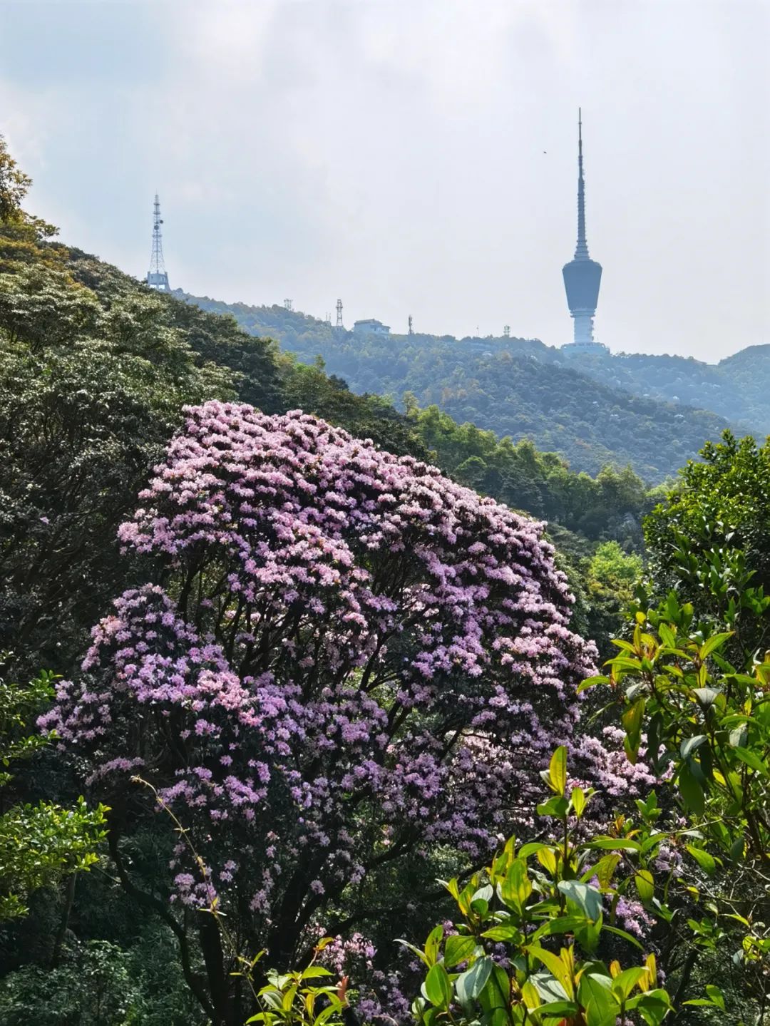 路线a:北大门(梧桐山北路5公里公路)—凤凰台—万花屏—小梧桐杜鹃谷