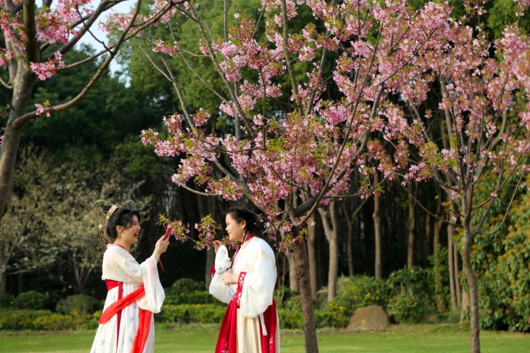 超20万游客到宝山顾村公园!上海樱花节首个周末迎来客流高峰