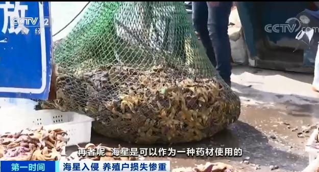 海底蝗虫海星大举入侵青岛胶州湾所过之处片甲不留