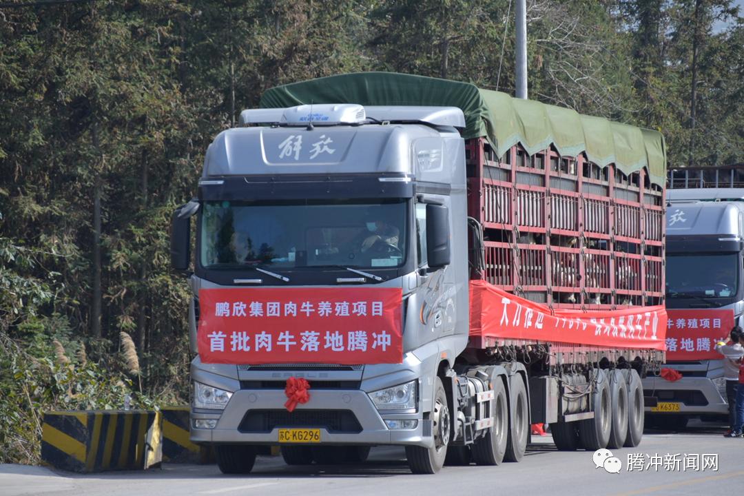 鹏欣集团首批肉牛落地腾冲