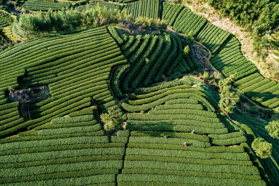 第十四届中国(国际)茶商大会松阳香茶茶叶节将于3月27日开启