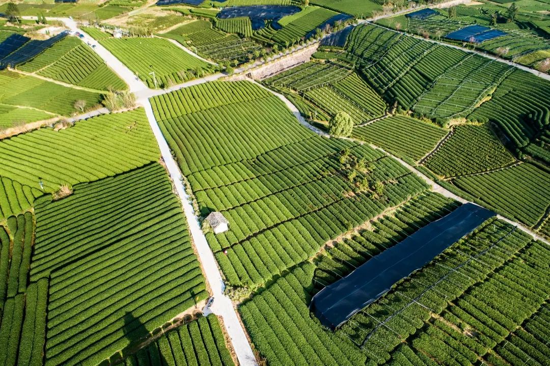 第十四届中国(国际)茶商大会松阳香茶茶叶节将于3月27日开启