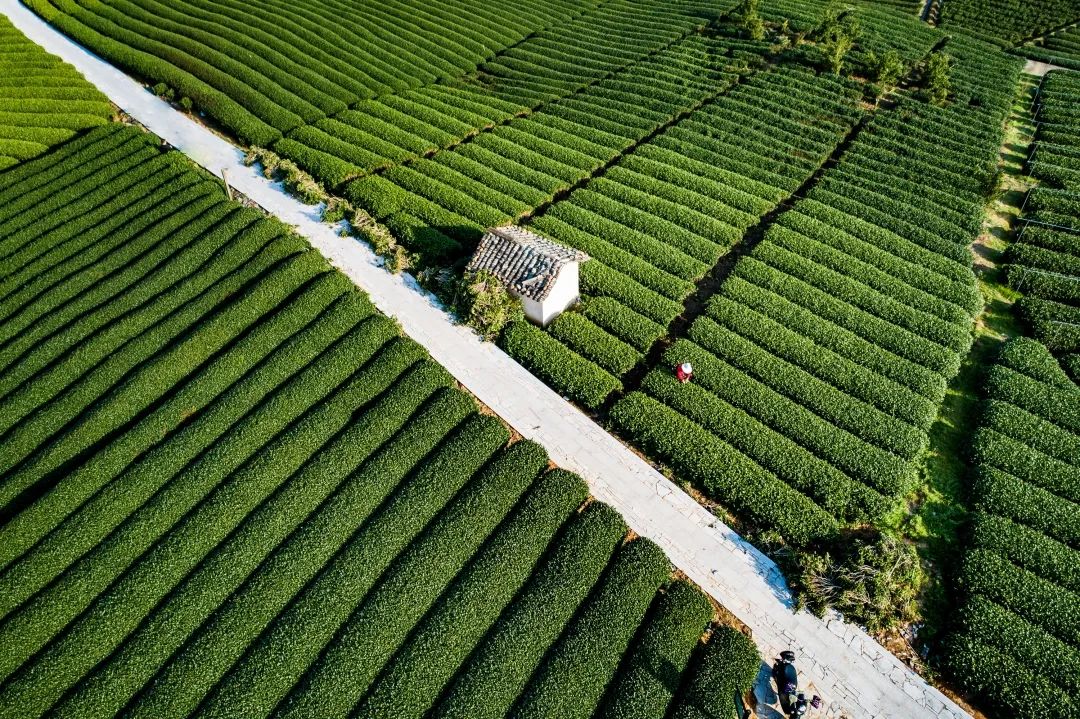 第十四届中国(国际)茶商大会松阳香茶茶叶节将于3月27日开启