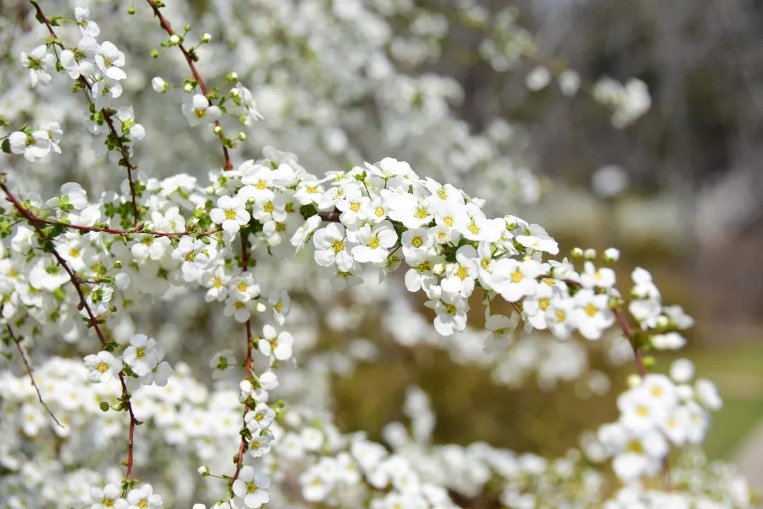 喷雪花进入盛花期入春的上海也能赏雪景