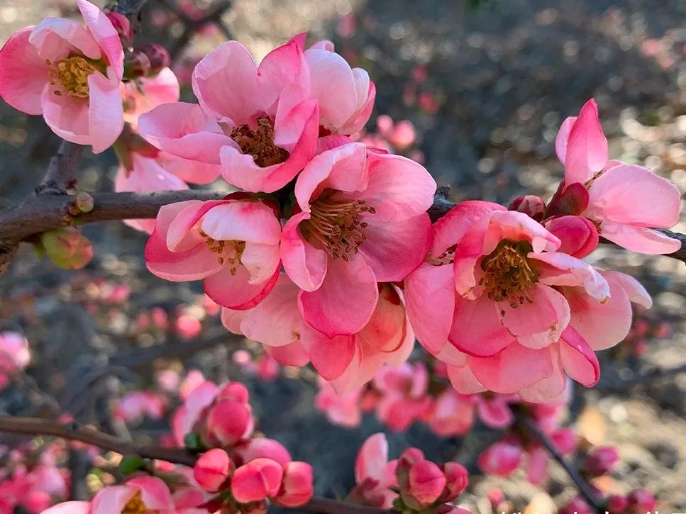 海棠花进入盛花期除了阿拉普陀还这些地方可赏
