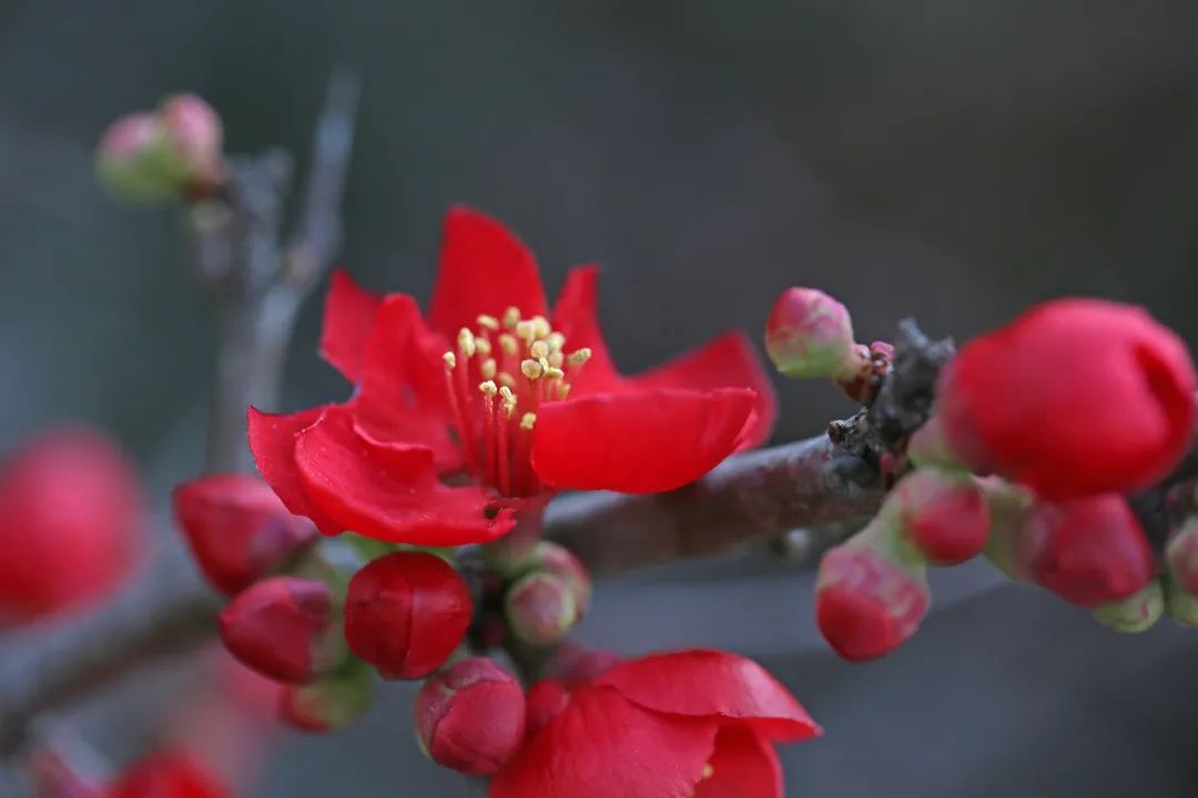 海棠花进入盛花期除了阿拉普陀还这些地方可赏