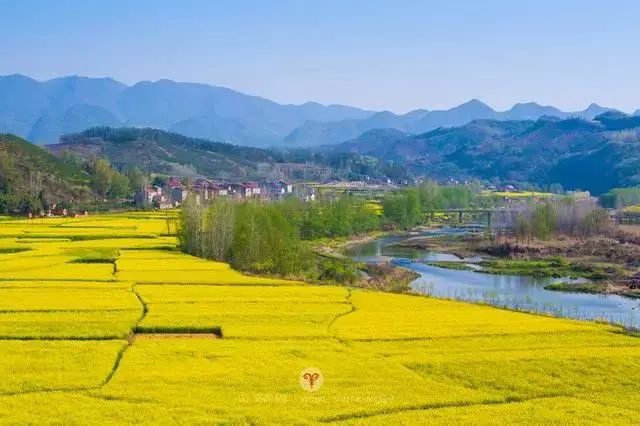 保康县九路寨襄 阳五里界油菜花海沿梁子湖大道,李家店大道均匀分布