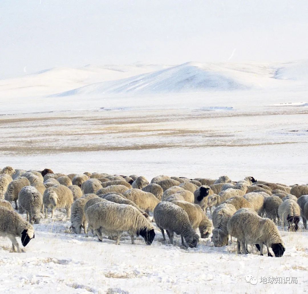 救命，我在内蒙古被吹飞了（最新发布）