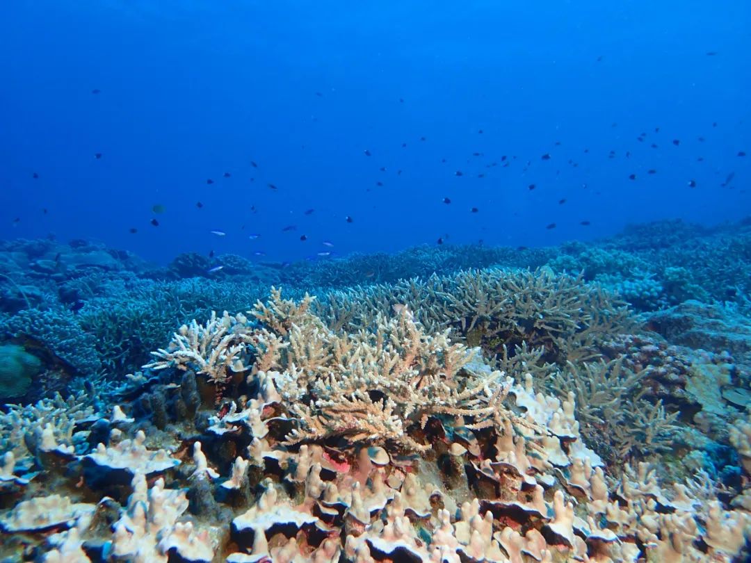 长棘海星爆发后,西沙群岛附近的珊瑚逐渐复原.图片来源:练健生