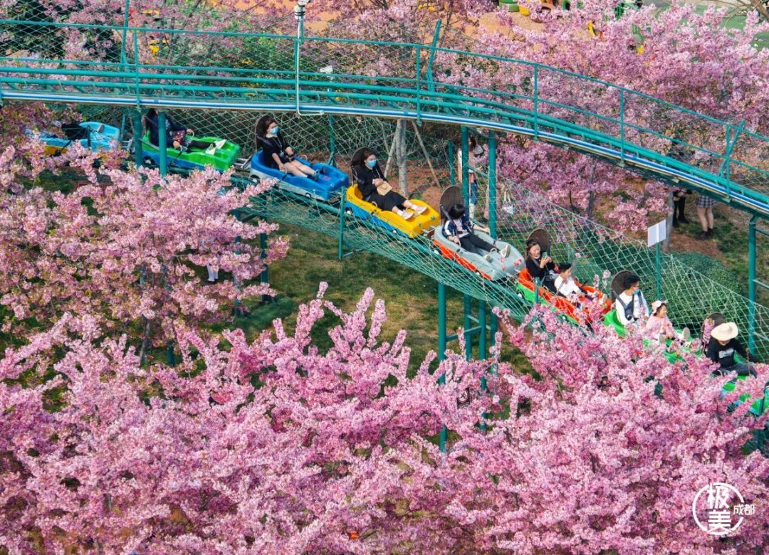 26条线路看遍桃花,油菜花,樱花:四川春季赏花地图首发