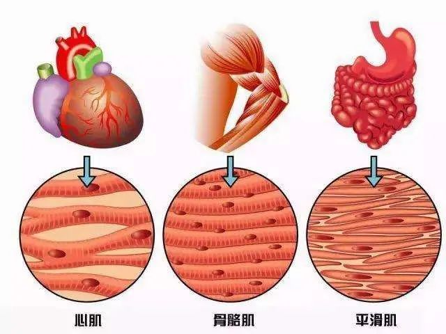 肌肉主要包括三类:骨骼肌,心肌和平滑肌,占到体重50%以上.