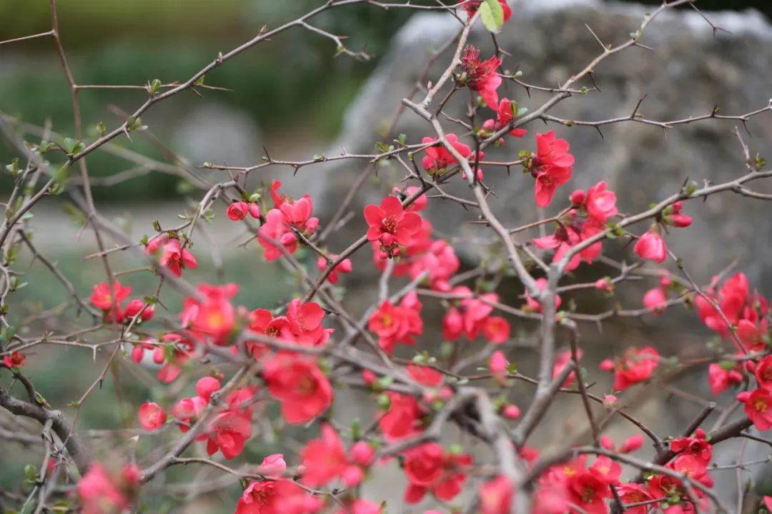 申城海棠花进入盛花期,千万枝头,热烈相拥