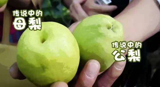 香梨也分"公母"?