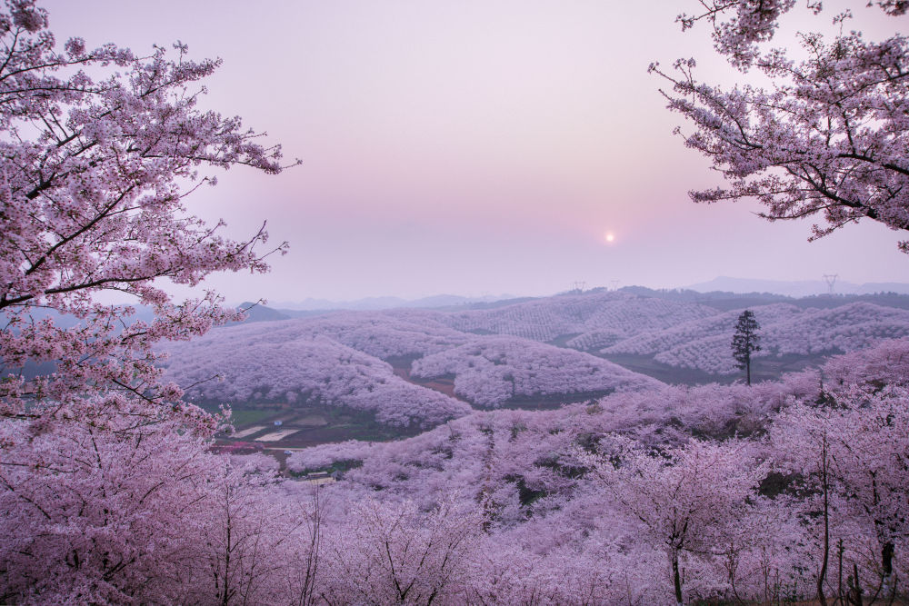 3月16日拍摄的夕阳下的樱花园景色.