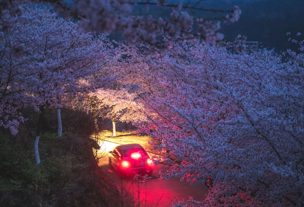 贵州安顺:樱花美景促振兴