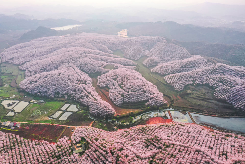 贵州安顺:樱花美景促振兴