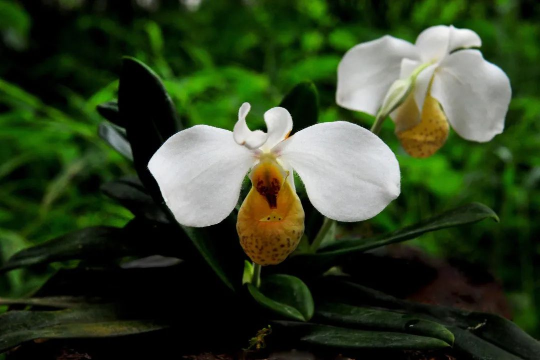 茂兰白花兜兰.茂兰喀斯特溶洞中的"金狮.茂兰喀斯特拉滩瀑布.