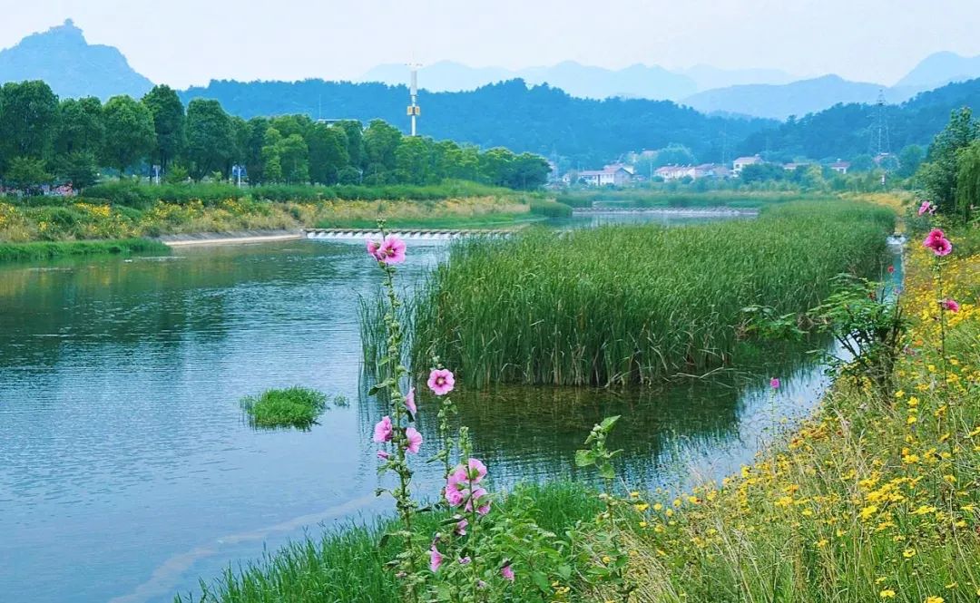 除了增殖放流 沮河国家湿地公园近年来 对水系可视范围内进行绿化