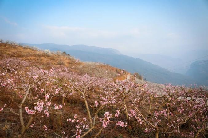 3月11日,记者走进龙场镇树舍社区余家沟组,放眼望去,满山遍野的桃花