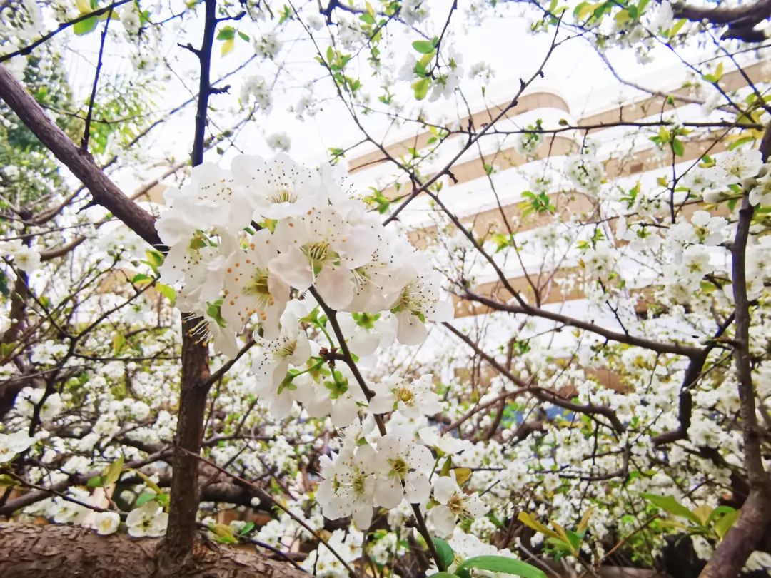 云师大附中:眼里都是星辰大海昆一中西山学校云南师范大学附属中学