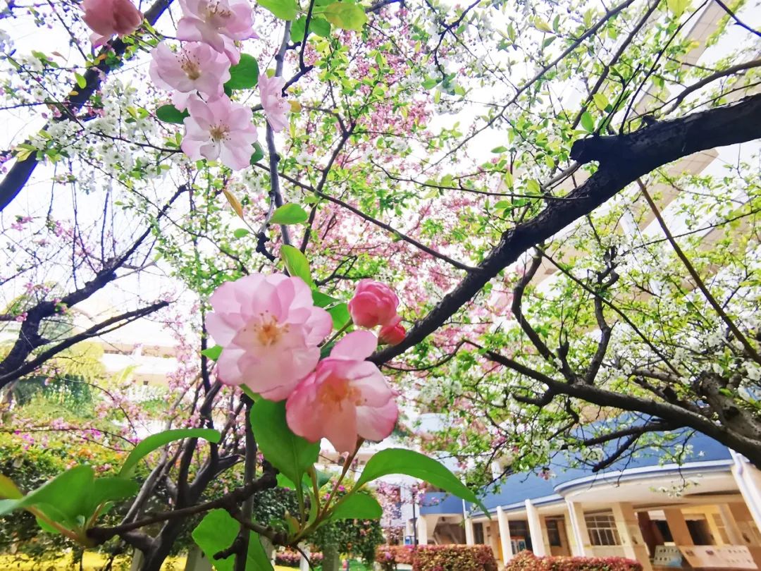 校花②丨师大附中看星辰昆一西见花海羡慕这样的少年