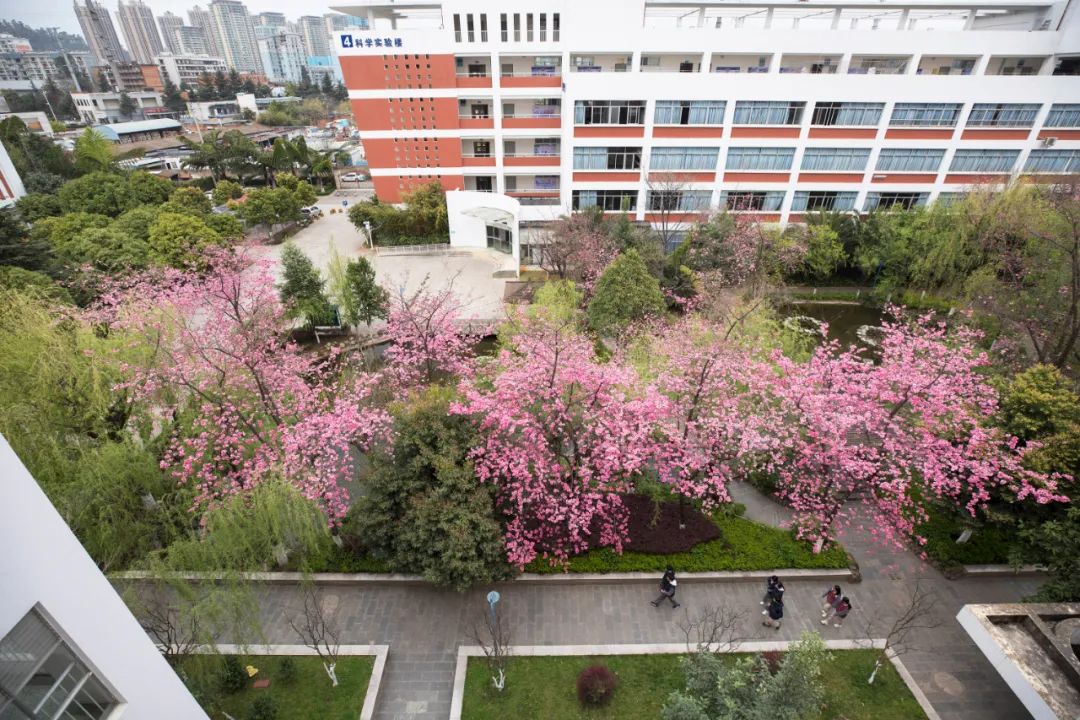 校花②丨师大附中看星辰昆一西见花海羡慕这样的少年