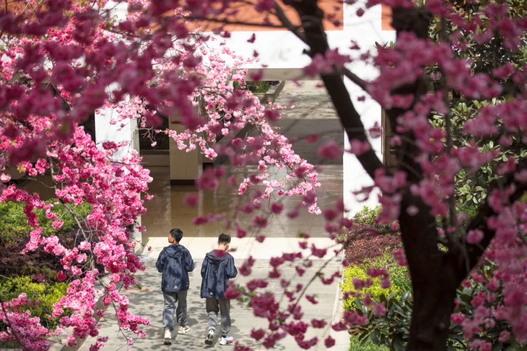 校花②丨师大附中看星辰昆一西见花海羡慕这样的少年