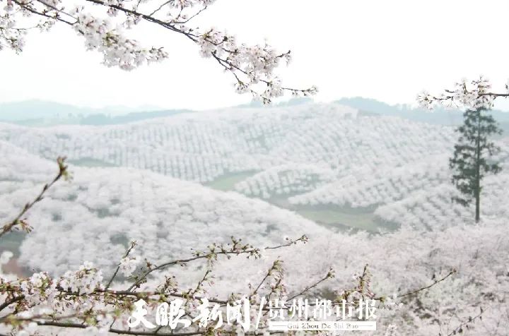 区 陈沛亮 摄贵安樱花园 贵州日报天眼新闻记者 彭妲 邱凌峰 冷赛楠