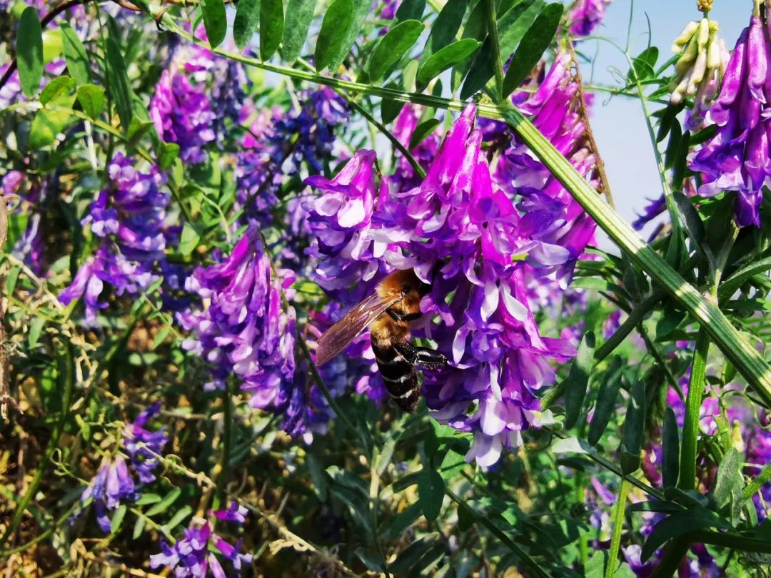 这片"紫色海洋"你知道是什么花吗?