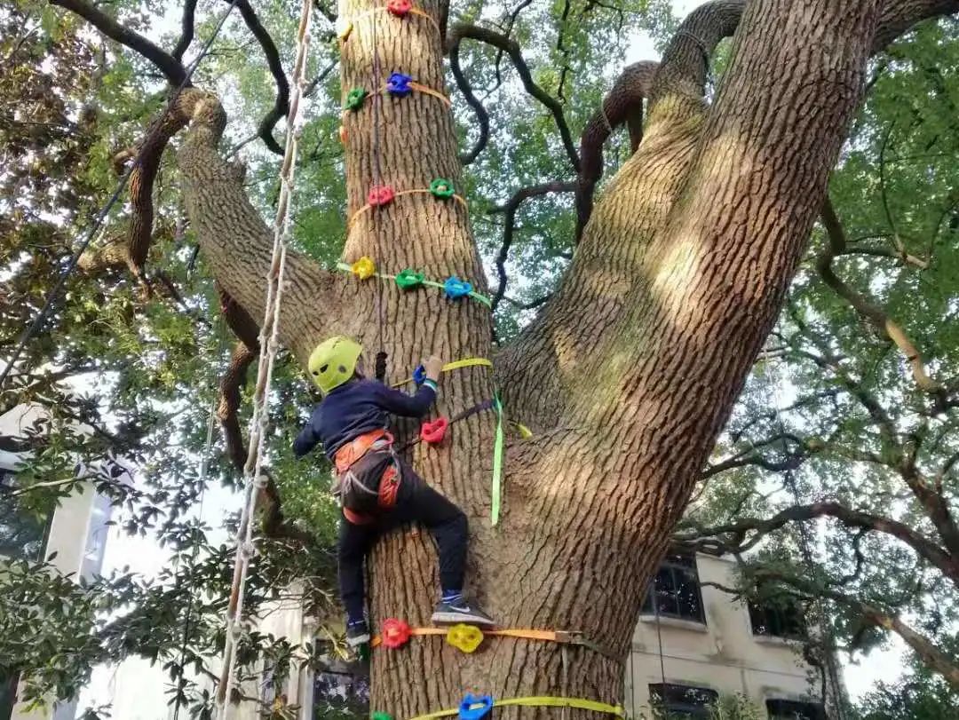 活动春暖花开我们的攀树小分队开始啦