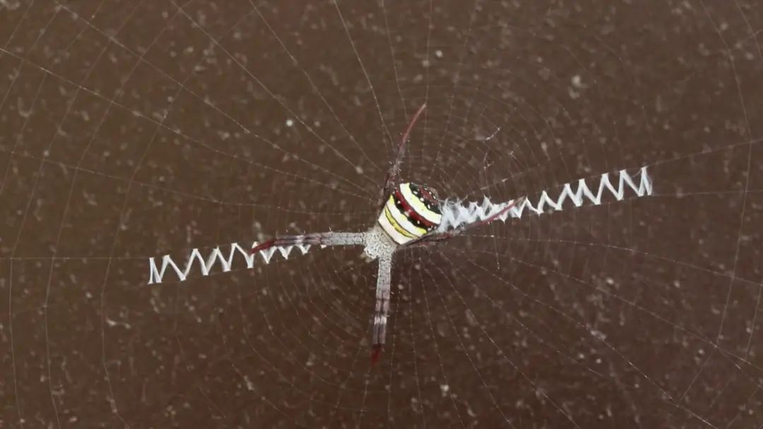 wnvy等字样可以清晰看到从织出的蛛网上这些蜘蛛身长约3厘米几只色彩