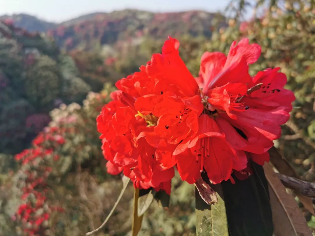 百里杜鹃,盛花期来了!