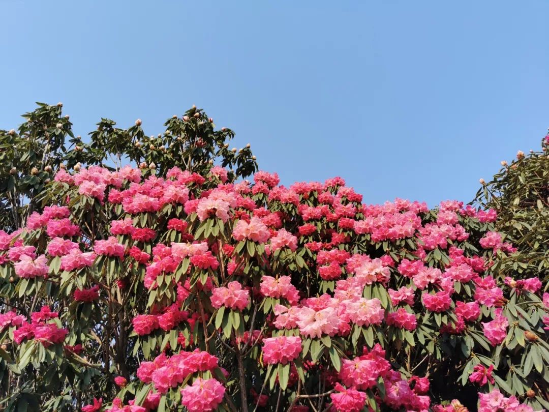 百里杜鹃盛花期来了