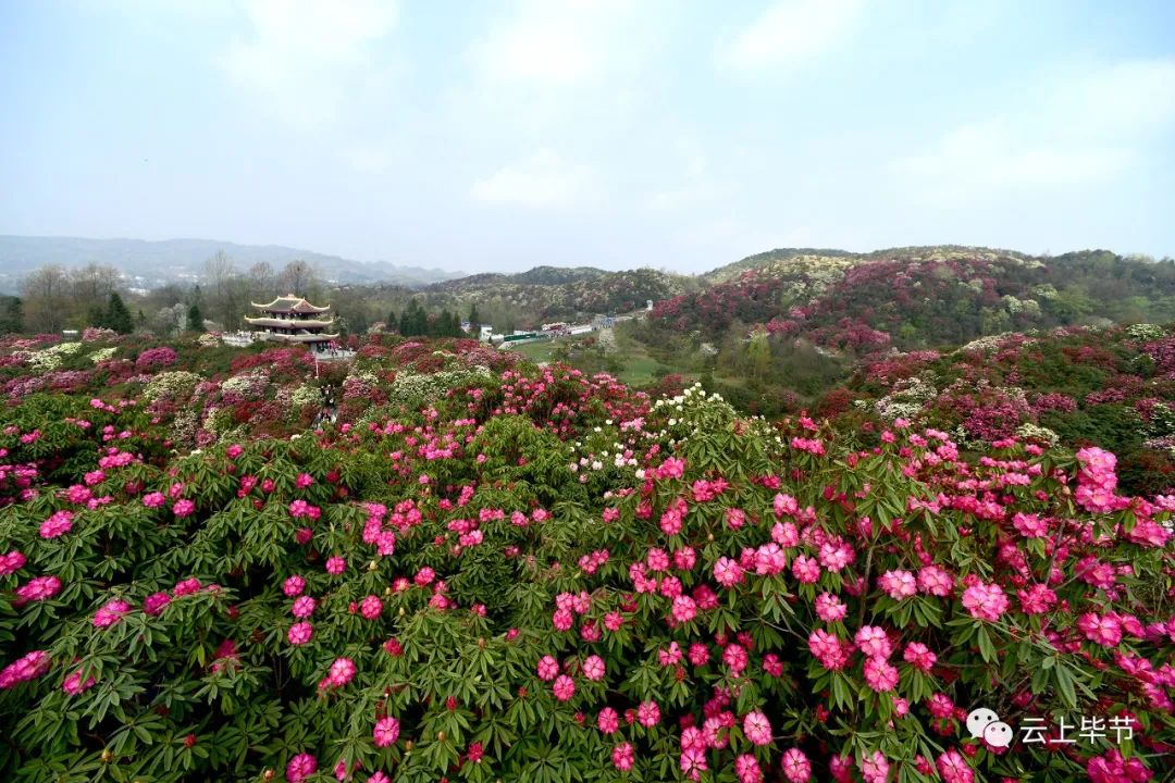 在百里杜鹃景区内,三日内可分别游览普底景点,金坡景点,杜鹃花王景点