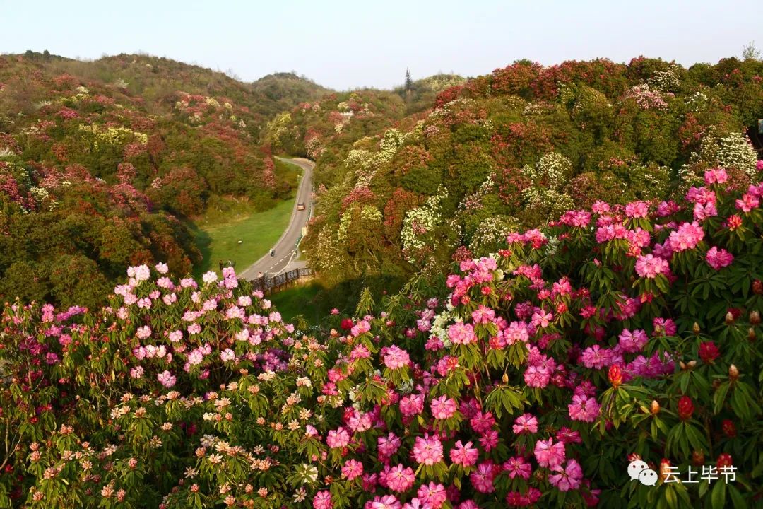 在百里杜鹃景区内,三日内可分别游览普底景点,金坡景点,杜鹃花王景点