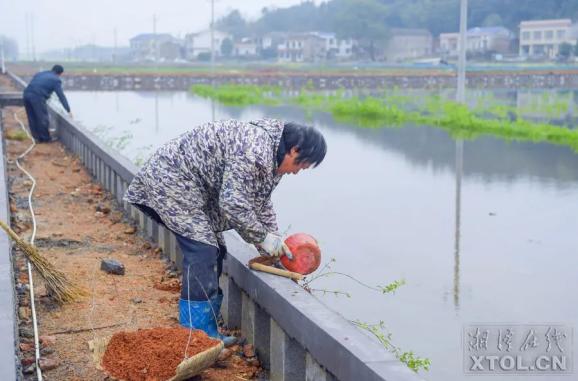 韶山市清溪镇永义村高标准农田建设即将完工,工人们在田边种植绿化