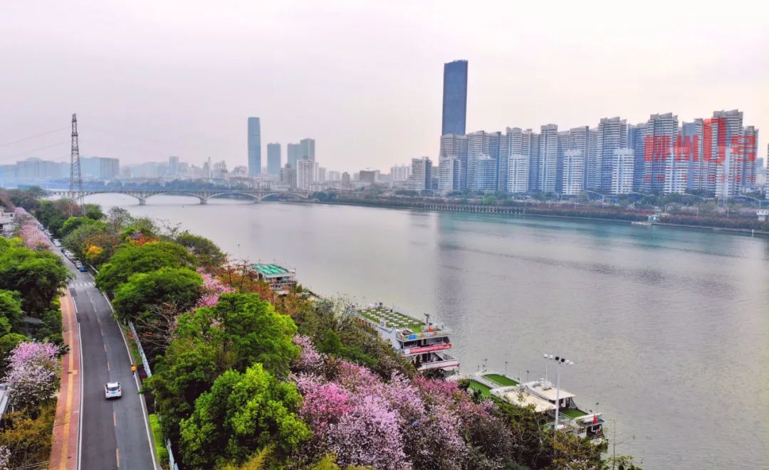 多图柳州紫荆花再度盛开来看这座城市最美的模样